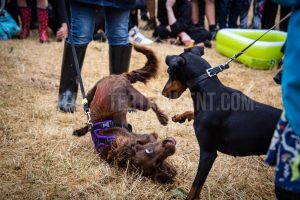 Dog Show. Standon Calling, Festival, TotalNtertainment, Christopher James Ryan