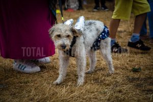 Dog Show. Standon Calling, Festival, TotalNtertainment, Christopher James Ryan