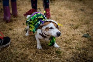 Dog Show. Standon Calling, Festival, TotalNtertainment, Christopher James Ryan