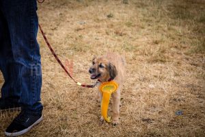 Dog Show. Standon Calling, Festival, TotalNtertainment, Christopher James Ryan