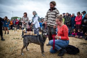 Dog Show. Standon Calling, Festival, TotalNtertainment, Christopher James Ryan