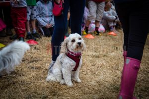 Dog Show. Standon Calling, Festival, TotalNtertainment, Christopher James Ryan