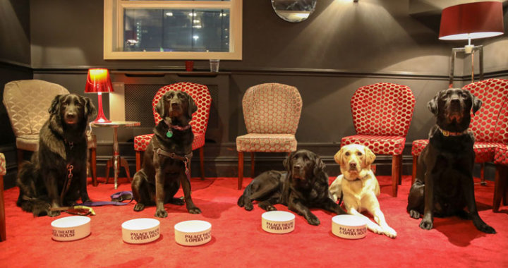 Manchester Opera House offered visually impaired guests and their dogs a night at the theatre