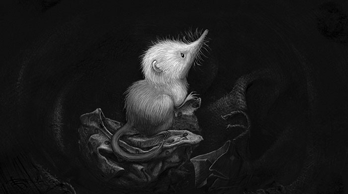 Little Shrew