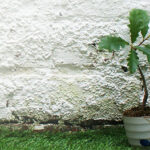 Tree, Theatre News, TotalNtertainment, Alphabetti Theatre, Newcastle